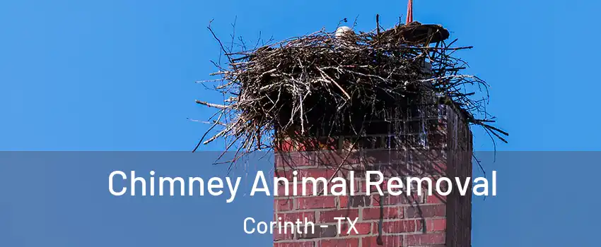  Chimney Animal Removal Corinth - TX