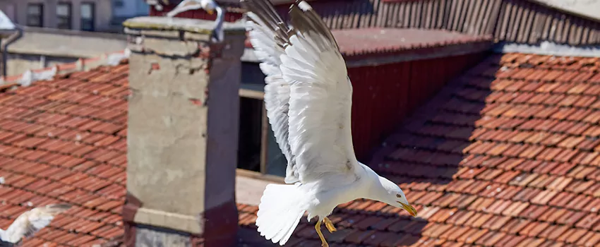 Residential Chimney Animal Removal Solution in Corinth, TX
